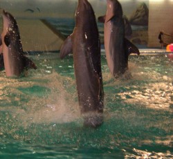 Delphin Show