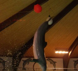 Delphin Show
