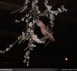 Elektronisches Vogeltheater