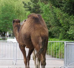 Desert Race Eröffnung