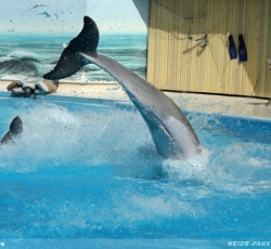 Delfinshow