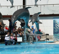 Delfinshow