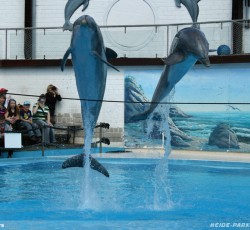 Delfinshow