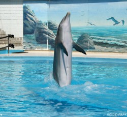 Delfinshow
