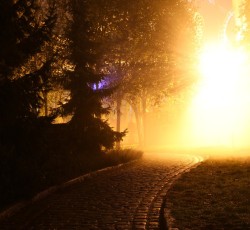 Scarezone Im Dunklen Wald