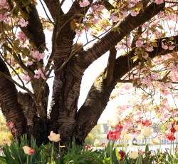 Baum&nbsp;