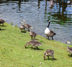 G&auml;nse 