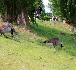 G&auml;nse 