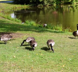 G&auml;nse 