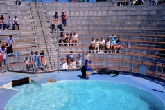 1985_baublog_alligatorenarena