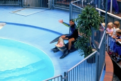 1985_baublog_alligatorenarena_1