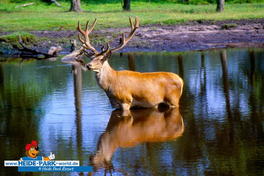Wildpark